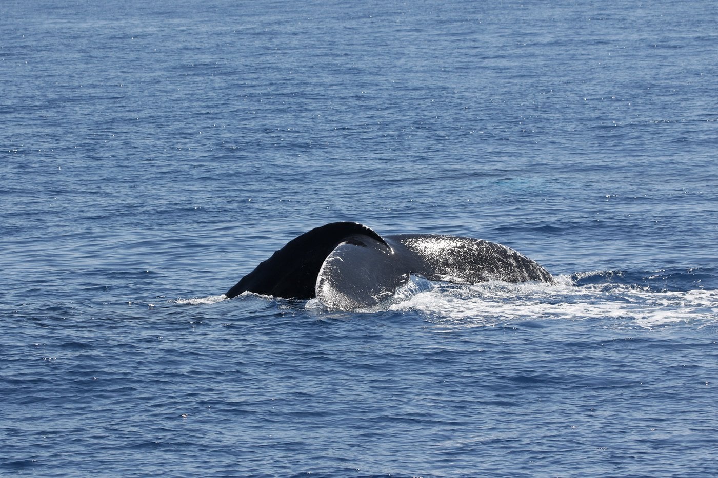 Humpback whale mother and calf swimming together in the warm waters of Samana Bay, showing typical bonding behavior during breeding season